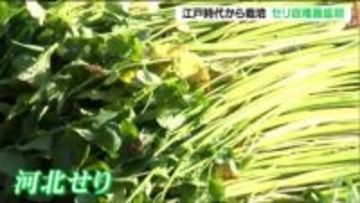 ブランド「河北セリ」の収穫最盛期・シャキシャキの食感 江戸から続く伝統栽培 宮城・石巻市