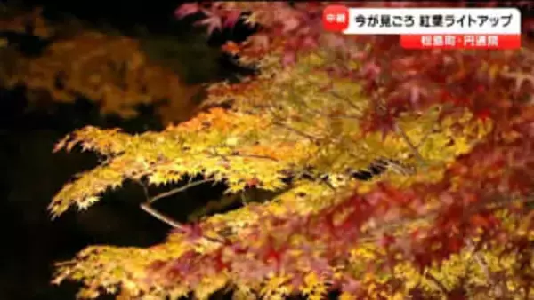 【中継】tbc西村美穂アナウンサーが松島・円通院の幻想的な夜の紅葉をリポート（ライトアップは11月24日まで）