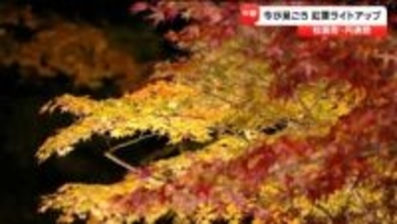 【中継】tbc西村美穂アナウンサーが松島・円通院の幻想的な夜の紅葉をリポート（ライトアップは11月24日まで）