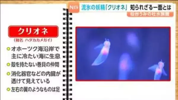 「流氷の妖精」は仮の姿？クリオネの正体とは