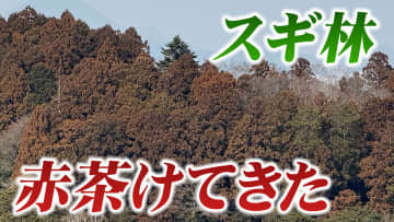 【花粉情報】三連休に本格的な花粉の飛散？週末から著しい高温予想で "ポールンロボ観測"16日の仙台24個 （16日午後4時現在）