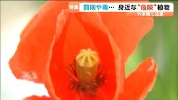 「葉っぱを折ると乳液が…」皮膚が弱い人はかぶれる危険ポピーに似た外来種に要注意