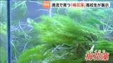 「高校生が栽培や研究に取り組む準絶滅危惧種の水草「バイカモ」郵便局で展示が始まる　宮城・白石市」の画像1