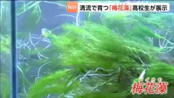 高校生が栽培や研究に取り組む準絶滅危惧種の水草「バイカモ」郵便局で展示が始まる　宮城・白石市