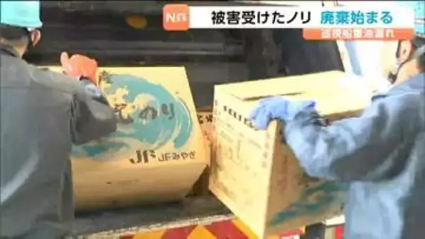 重油流出で被害のノリ焼却処分が本格化　1日7トンを加工し順次焼却　漁協は海保に補償請求へ　宮城・七ヶ浜町