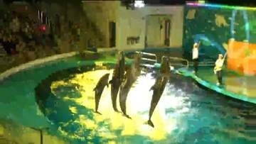 夜の幻想的な世界へ「サマーナイトアクアリウム・イルカーニバル」が仙台うみの杜水族館で8月23日までと9月のシルバーウィーク期間に開催