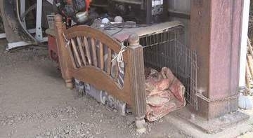 クマに襲われたか　14歳メスの愛犬「モカ」腹部に大けが「暑くなってきたので夜は外に出していた」