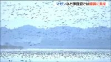 2025年初！冬の渡り鳥生息調査 飛来は「順調」伊豆沼でマガンなど例年並み 宮城