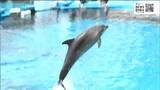 「1歳となったイルカ「エル」のバースデーイベントが開かれる！【仙台うみの杜水族館】飼育員お手製の氷のケーキも用意」の画像1