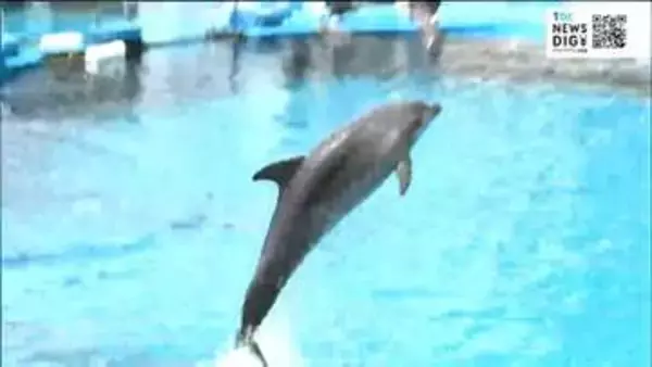 1歳となったイルカ「エル」のバースデーイベントが開かれる！【仙台うみの杜水族館】飼育員お手製の氷のケーキも用意