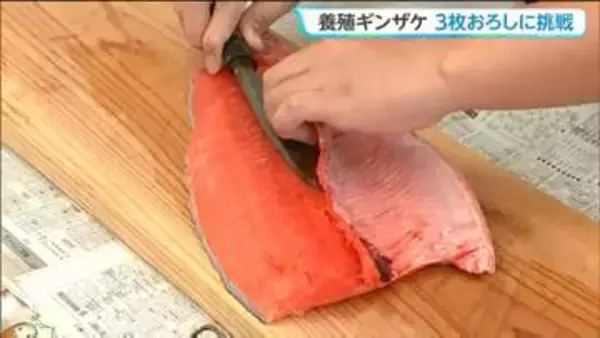 水揚げされた地元産"ギンザケ"で調理実習　中学生が3枚おろしから3品を完成させる 宮城・石巻市