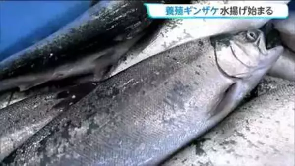 志津川湾で育ったギンザケ「伊達のぎん」9ｔ初水揚げ　宮城・南三陸町