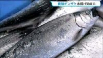 志津川湾で育ったギンザケ「伊達のぎん」9ｔ初水揚げ　宮城・南三陸町