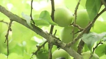 ウメの主力品種「白加賀」の収穫最盛期 霜被害なく順調に育った良質な実を丁寧に摘み取り 宮城・大崎市