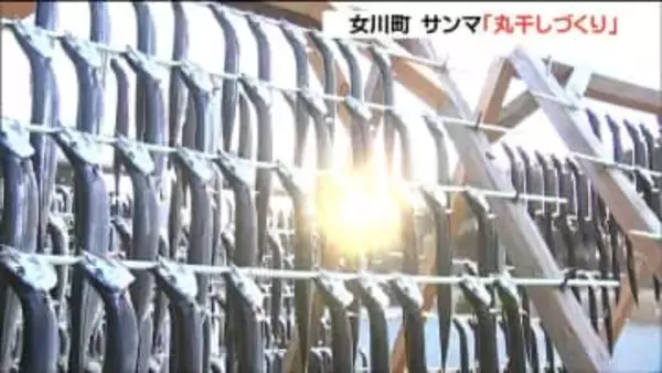 サンマ水揚げ1.6倍に　冬空にサンマ1万匹「丸干し」に　宮城・女川町