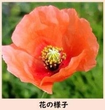 可愛らしいナガミヒナゲシ「毒含まれる乳液」に注意　仙台市が呼びかけ