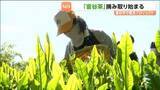 「「富谷茶」復活プロジェクト　新芽の摘み取り始まる　宮城・富谷市」の画像1