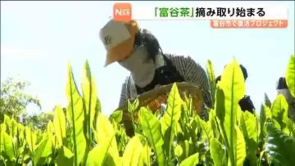 「富谷茶」復活プロジェクト　新芽の摘み取り始まる　宮城・富谷市