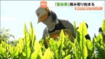 「富谷茶」復活プロジェクト　新芽の摘み取り始まる　宮城・富谷市