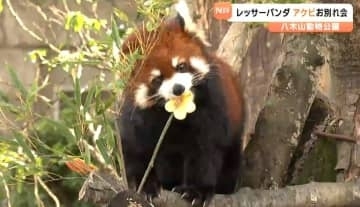 「おいしくない葉っぱは食べない」"グルメなレッサーパンダ"のアケビお別れ会 繁殖のため福井へ移動「福井まで会いに行く」ファンも 仙台市八木山動物公園