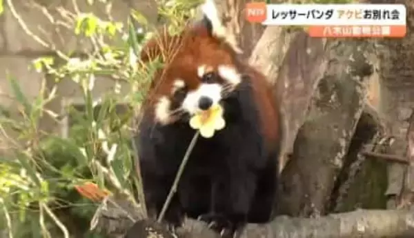 「おいしくない葉っぱは食べない」"グルメなレッサーパンダ"のアケビお別れ会 繁殖のため福井へ移動「福井まで会いに行く」ファンも 仙台市八木山動物公園
