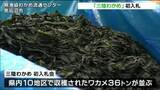 「“三陸わかめ”初入札会「生育も順調、品質も上々で近年にない出来」宮城県産のワカメ36トン並ぶ」の画像1
