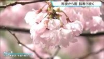 仙台で雨降り続く　24時間降水量は30ミリ超えのところも　見頃迎えたコヒガンザクラにも雨