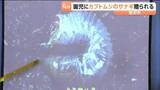 「「カブトムシの“アレ”の話がおもしろかった」県立支援学校の生徒たちが園児にカブトムシのサナギをプレゼント　宮城・岩沼市」の画像1