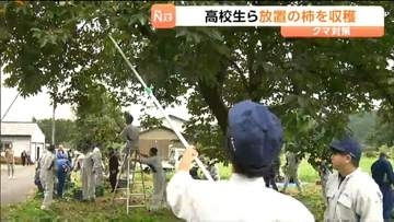 高校生が柿を収穫し干し柿や柿ようかんに…クマ対策と地域貢献を両立する加美農業高校の取り組み