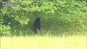 登米市でクマ目撃相次ぐ　軽乗用車と衝突し死んだクマと同一か
