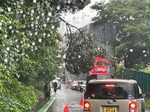 仙台・青葉区で倒木　台風6号の雨の影響か