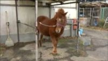 ヘビからウマへ「干支の引継ぎ式」来園者が対州馬と記念撮影楽しむ 八木山動物公園 仙台市