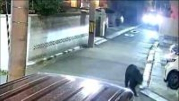 クマの市街地出没対策としてAIカメラ導入へ　行動範囲を可視化し効果的な安全対策を検討　仙台