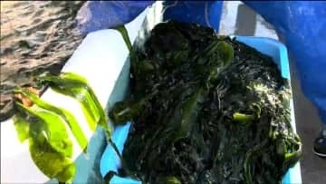 2ｍのワカメを丁寧に選別"春を呼ぶ”ワカメのボイル作業　生育遅れを乗り越え全国へむけ出荷準備進む　宮城・気仙沼市