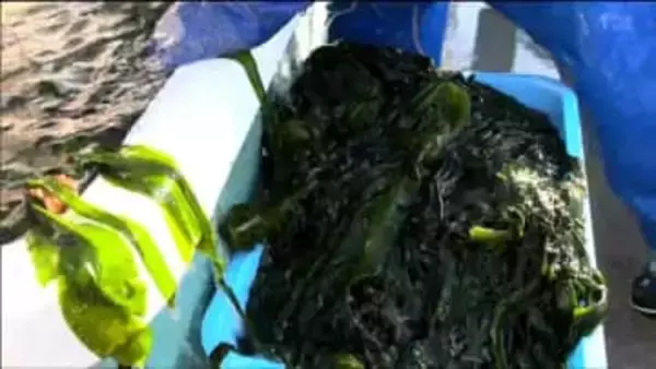 2ｍのワカメを丁寧に選別"春を呼ぶ”ワカメのボイル作業　生育遅れを乗り越え全国へむけ出荷準備進む　宮城・気仙沼市