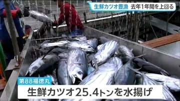 気仙沼港でカツオ豊漁！去年の水揚げ量をひと月足らずで上回る　宮城