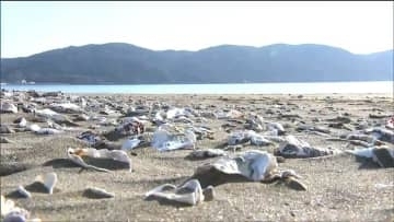 「結構使える用途があると思う」海岸に漂着したカキ殻10.5ｔ　肥料から陶器まで資源の有効利用目指し県が無償配布　宮城・石巻市