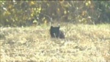 栗原市の医療機関の駐車場で70代男性がクマに襲われ顔などにけが　仙台市の保育園近くの畑には連日のクマ出没で箱わな設置