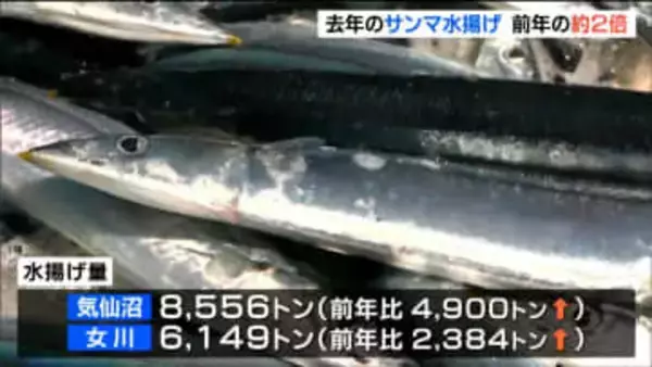 "近年不漁続く" サンマ 水揚げ量1万4700トン　前年の約2倍に増加　宮城・気仙沼は全国2位