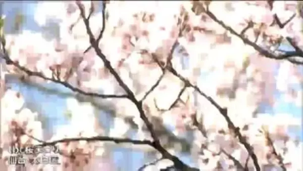 テレビスタジオの見学ツアーも！tbc桜まつり2日目　規模縮小して開催