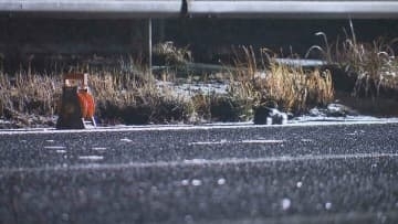 死亡したのは栃木県那須塩原市の90歳男性と判明 宮城県内の東北道で車2台にはねられ死亡 栃木で行方不明に 現場付近で男性の車発見