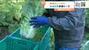 復興のシンボル「仙台白菜」収穫最盛期！品質良好・天皇陛下にも献上　宮城・東松島市