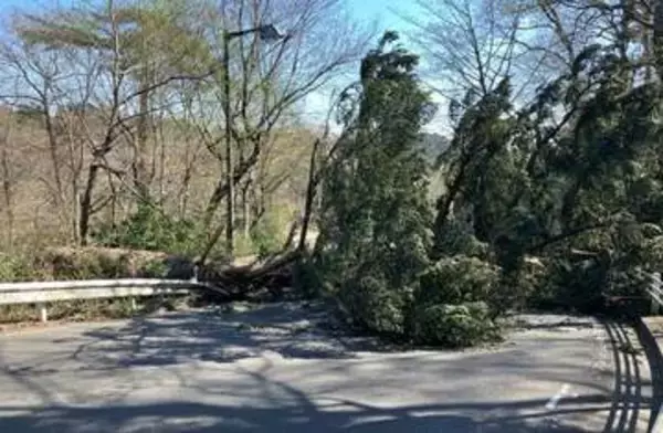 強風の影響で大木が倒れ"八木山ベニーランド"近くの道路ふさぐ　仙台