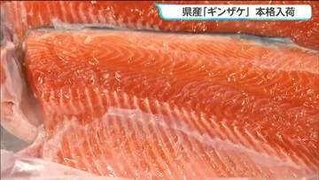 「甘みと旨みが広がって美味しかった」県産ギンザケ本格入荷　仙台