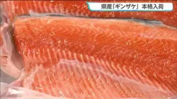 「甘みと旨みが広がって美味しかった」県産ギンザケ本格入荷　仙台
