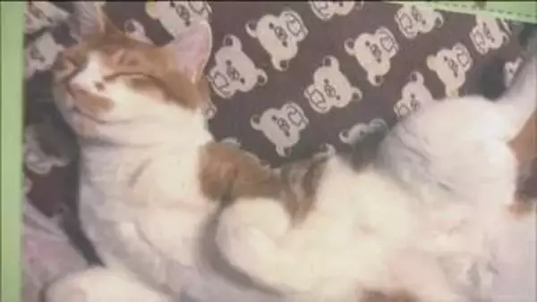 うちの子のここが可愛い！譲渡されたネコたちの日常切り取った「猫日和写真展」　仙台