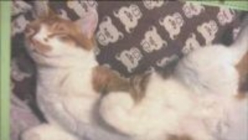 うちの子のここが可愛い！譲渡されたネコたちの日常切り取った「猫日和写真展」　仙台