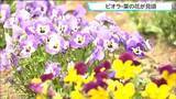 「やくらいガーデンで初夏の高原を彩る「ビオラと菜の花」が見ごろ　宮城・加美町」の画像1