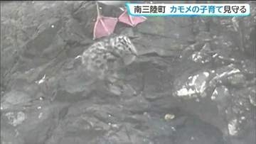 ホテルラウンジから絶滅危惧種の雛を観察？宿泊客がカモメの子育て見守る　宮城・南三陸町