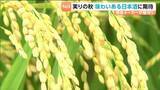 「11月中旬に新酒出荷へ　大崎市の酒造メーカーで酒米の稲刈りスタート「味わいはすごく期待できる」　宮城・大崎市」の画像1